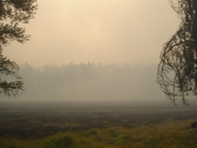 Meadow.jpg - 48193 Bytes