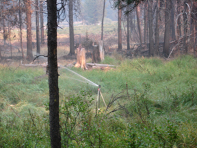 Sprinkling.jpg - 88956 Bytes