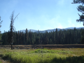 Meadow.jpg - 66757 Bytes