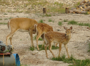 Deer.jpg - 83262 Bytes