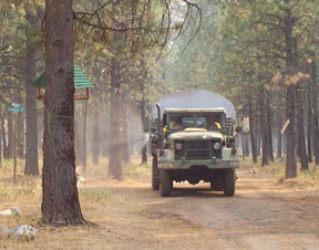 YellowPine.jpg - 72655 Bytes