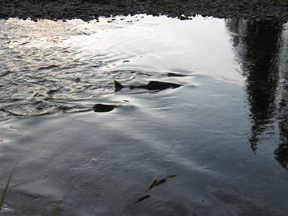 Salmon.jpg - 61521 Bytes