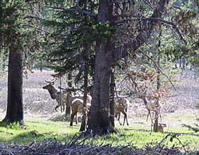 Morningelk1.jpg - 91802 Bytes