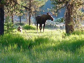 Bull moose